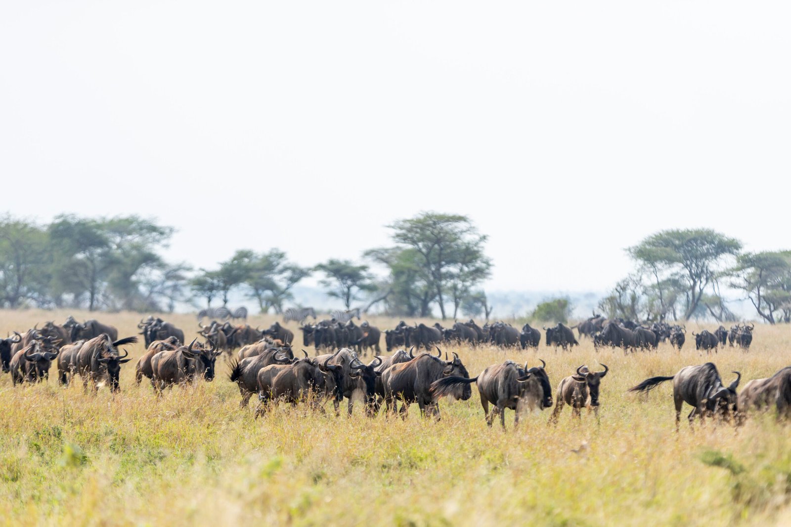 5 day Mara River safari itinerary