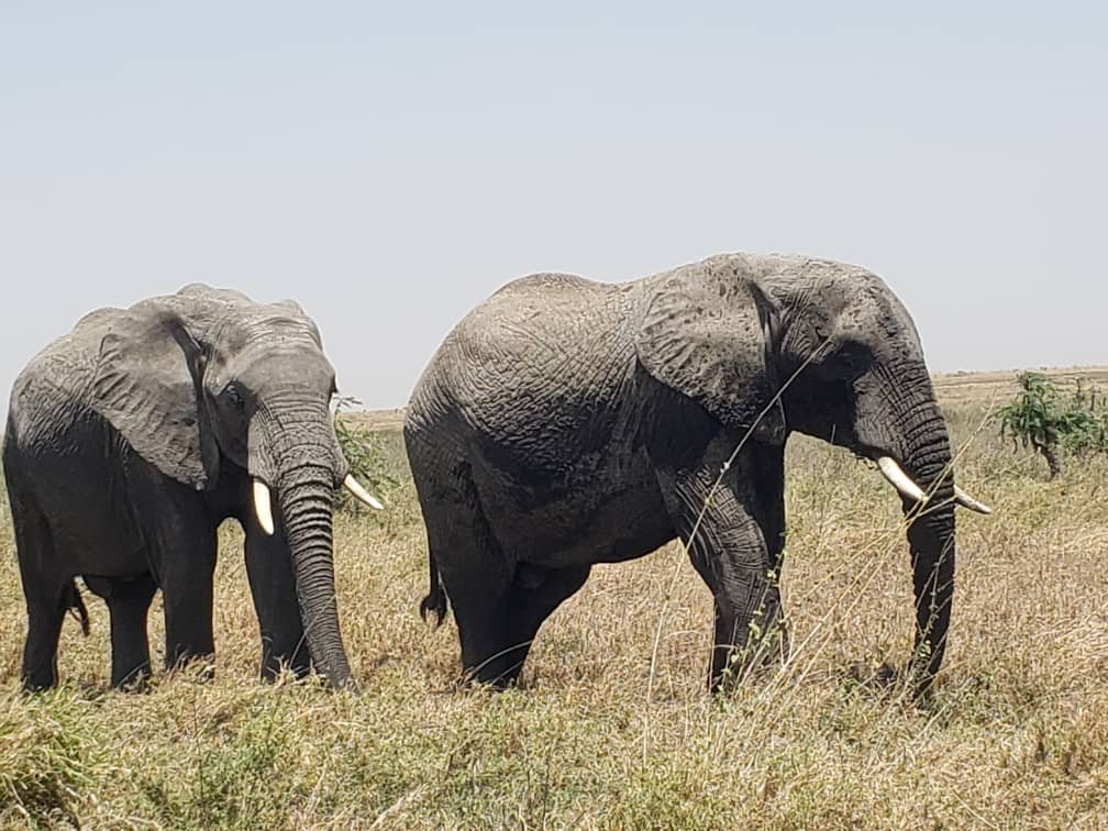 7 day Tanzania safari itinerary