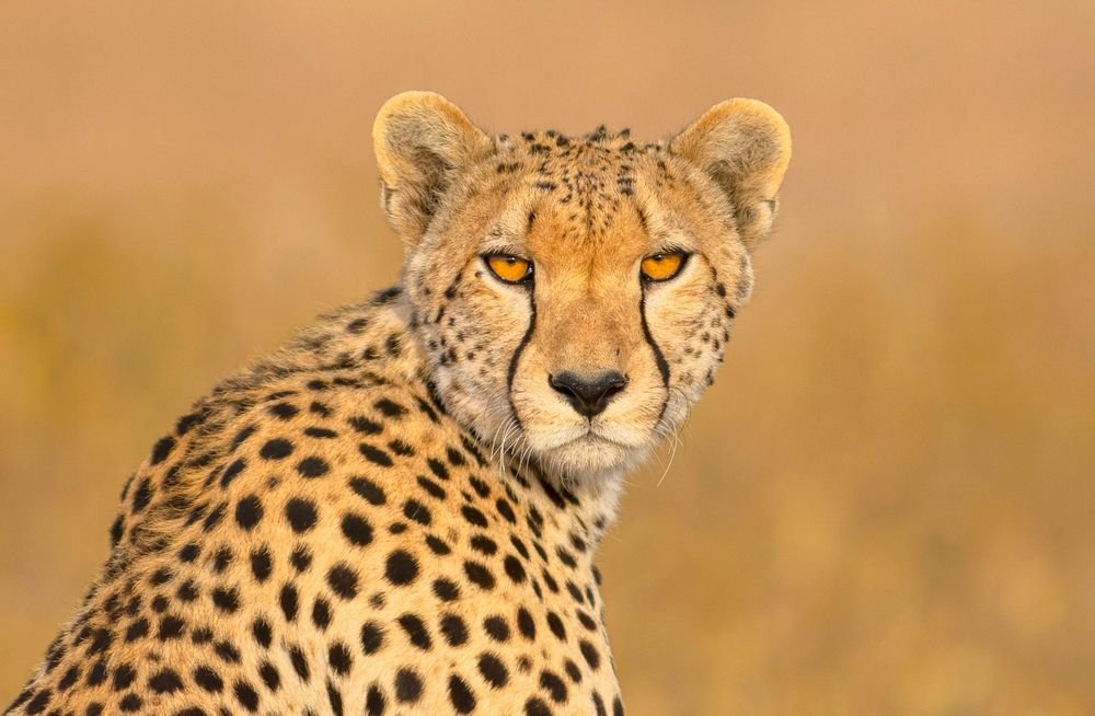 Serengeti Day Trip