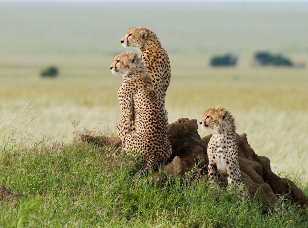 Tailor-made Tanzania safari
