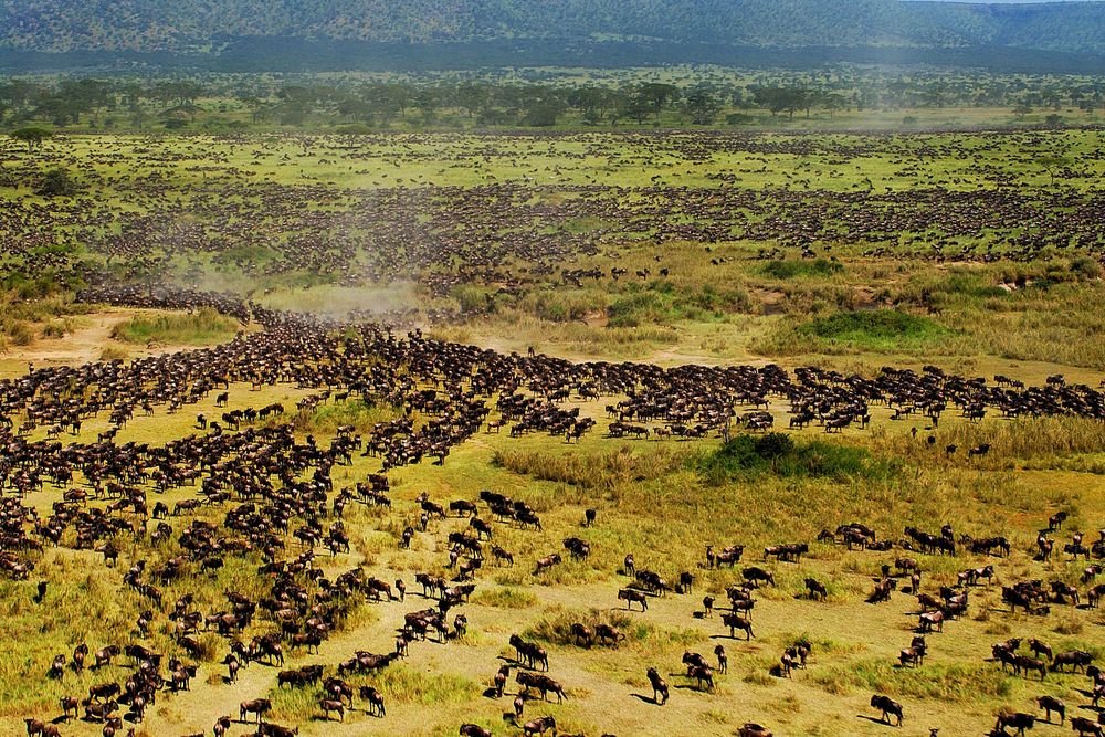 5 days in Northern Serengeti