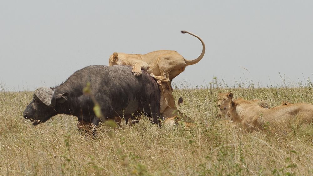 5 day Mara River safari itinerary