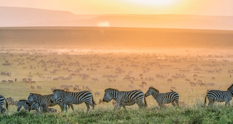 10 Day Tanzania Safari and Zanzibar